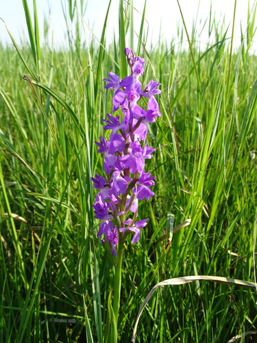 Palustris orchid (Anacamptis palustris)
