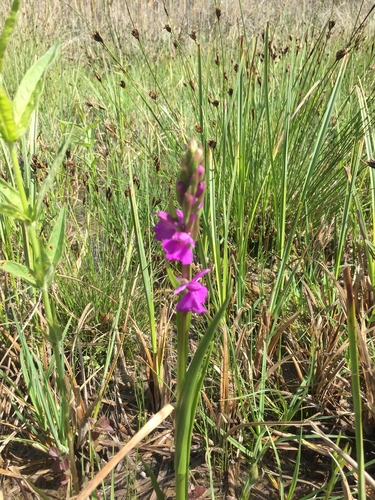Palustris orchid (Anacamptis palustris)