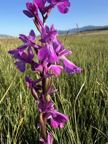 Palustris orchid (Anacamptis palustris)