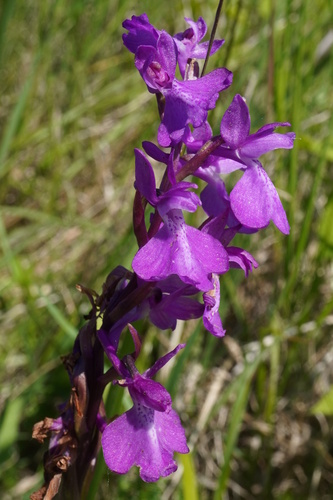 Palustris orchid (Anacamptis palustris)