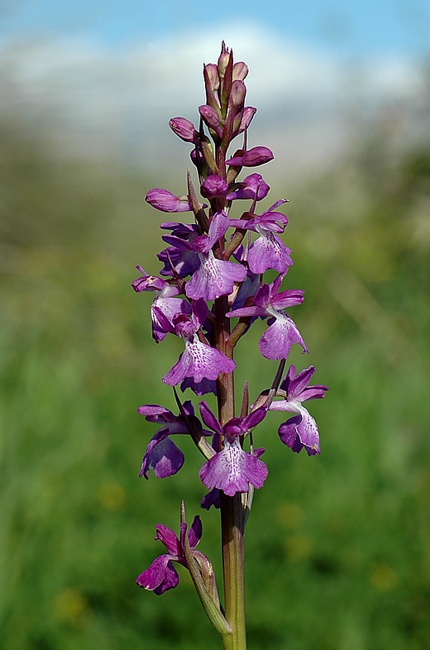 Palustris orchid: Anacamptis robusta , Mallorca , Spain