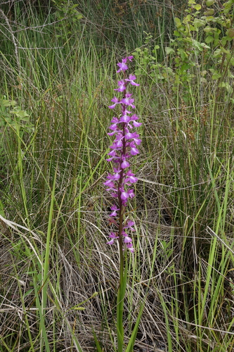 Palustris orchid (Anacamptis palustris)