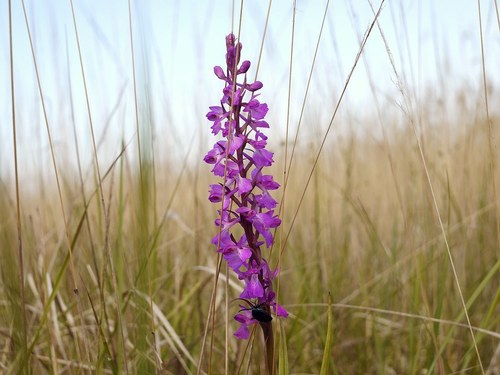 Palustris orchid (Anacamptis palustris)