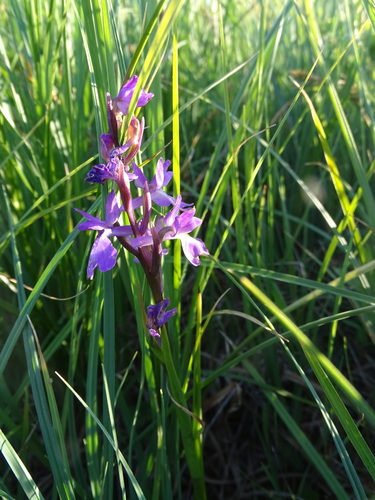 Palustris orchid (Anacamptis palustris)