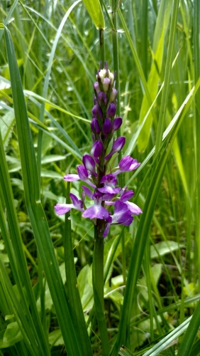 Palustris orchid (Anacamptis palustris)
