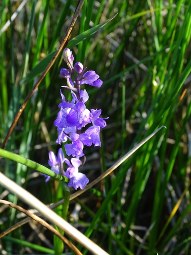 Palustris orchid (Anacamptis palustris)