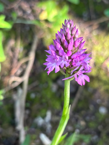 Pyramidal orchid (Anacamptis pyramidalis)