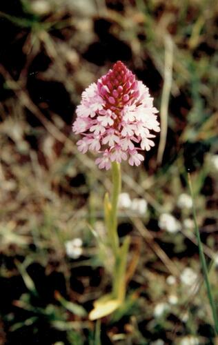 Pyramidal orchid (Anacamptis pyramidalis)