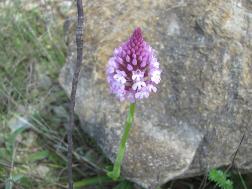 Pyramidal orchid (Anacamptis pyramidalis)
