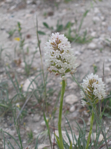 Pyramidal orchid (Anacamptis pyramidalis)