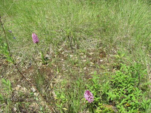 Pyramidal orchid (Anacamptis pyramidalis)