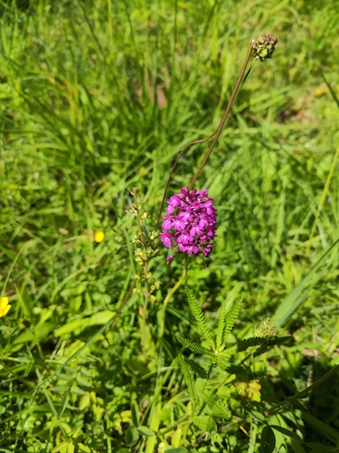 Pyramidal orchid (Anacamptis pyramidalis)