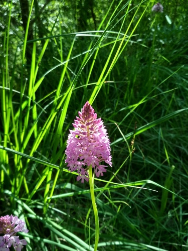 Pyramidal orchid (Anacamptis pyramidalis)