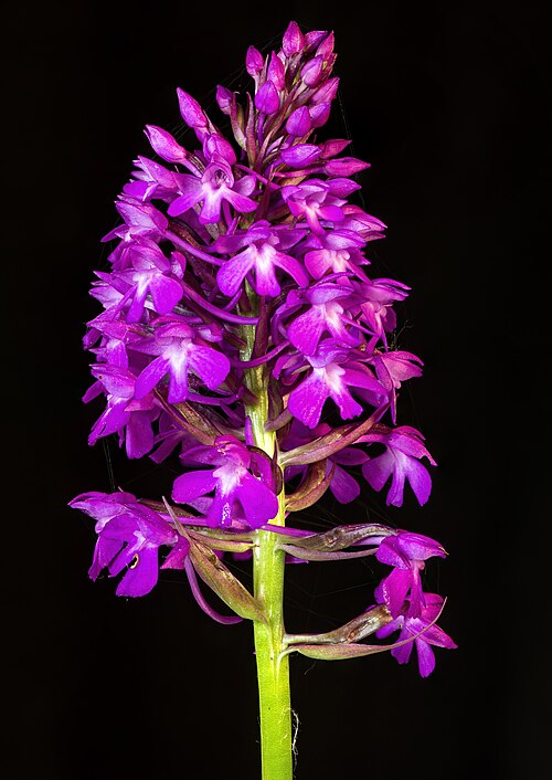 Pyramidal orchid: Anacamptis pyramidalis - Inflorescence