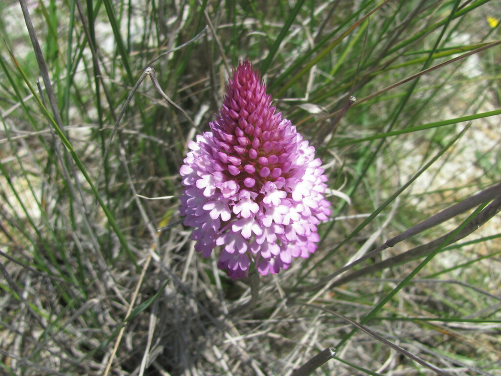 Pyramidal orchid (Anacamptis pyramidalis)
