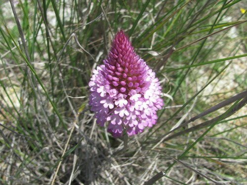 Pyramidal orchid