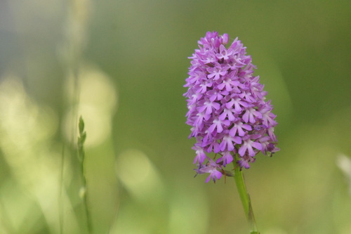 Pyramidal orchid (Anacamptis pyramidalis)
