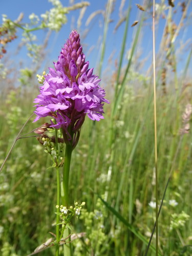 Pyramidal orchid (Anacamptis pyramidalis)