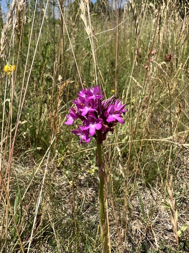 Pyramidal orchid (Anacamptis pyramidalis)