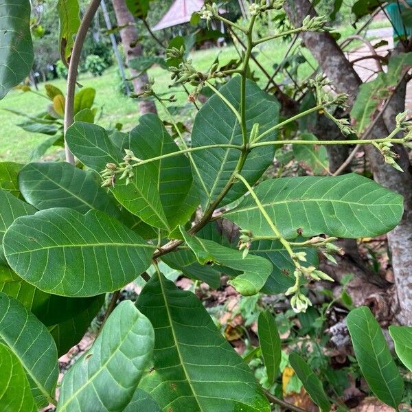 Cashew (Anacardium occidentale)