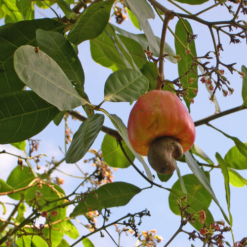 Cashew (Anacardium occidentale)