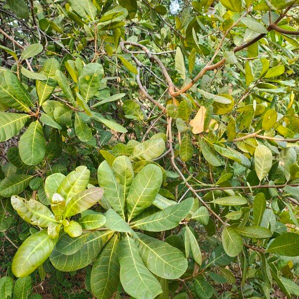 Cashew (Anacardium occidentale)