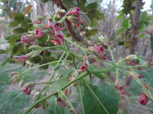 Cashew (Anacardium occidentale)