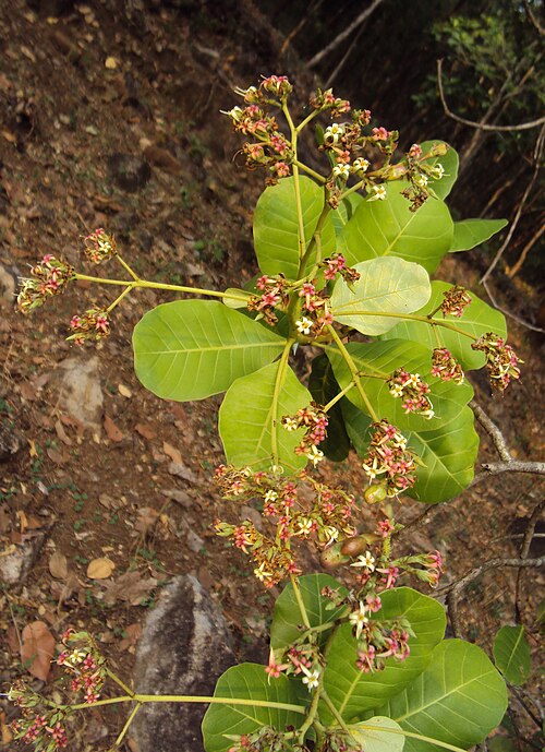 Cashew: Anacardium occidentale in the north of Peravoor, Kerala, India