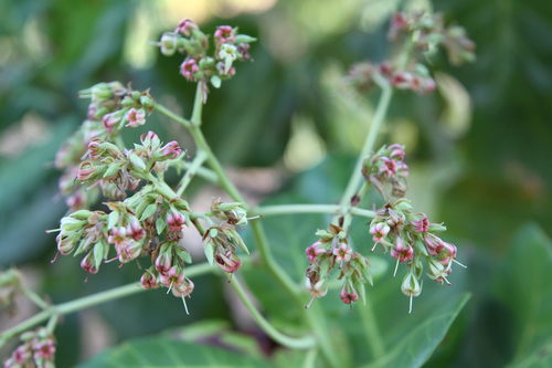 Cashew (Anacardium occidentale)