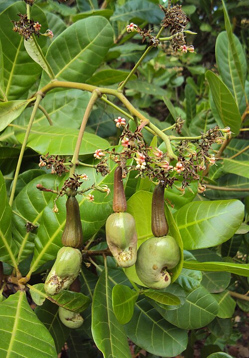 Cashew: Anacardium occidentale in the north of Peravoor, Kerala, India