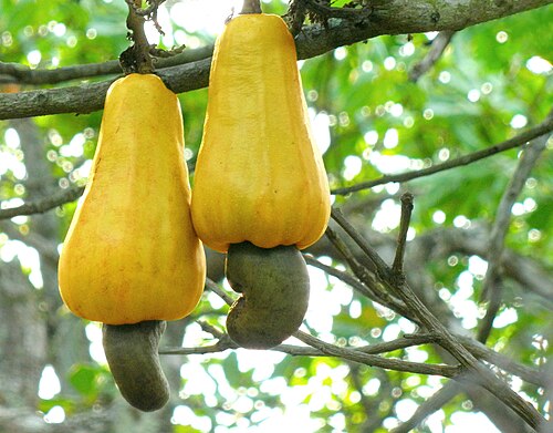 Cashew: Ripe cashew apples