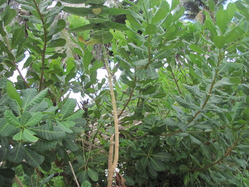 Cashew (Anacardium occidentale)