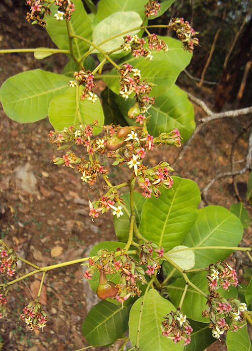 Cashew: Anacardium occidentale in the north of Peravoor, Kerala, India