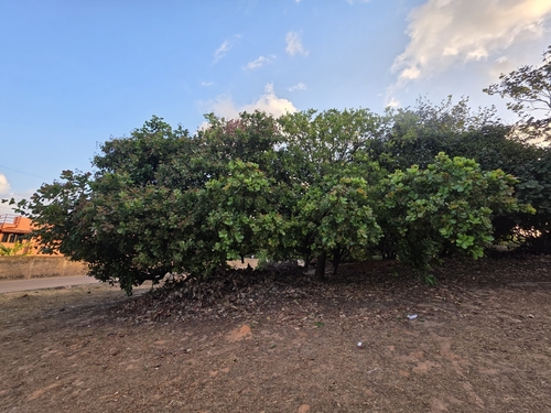Cashew (Anacardium occidentale)