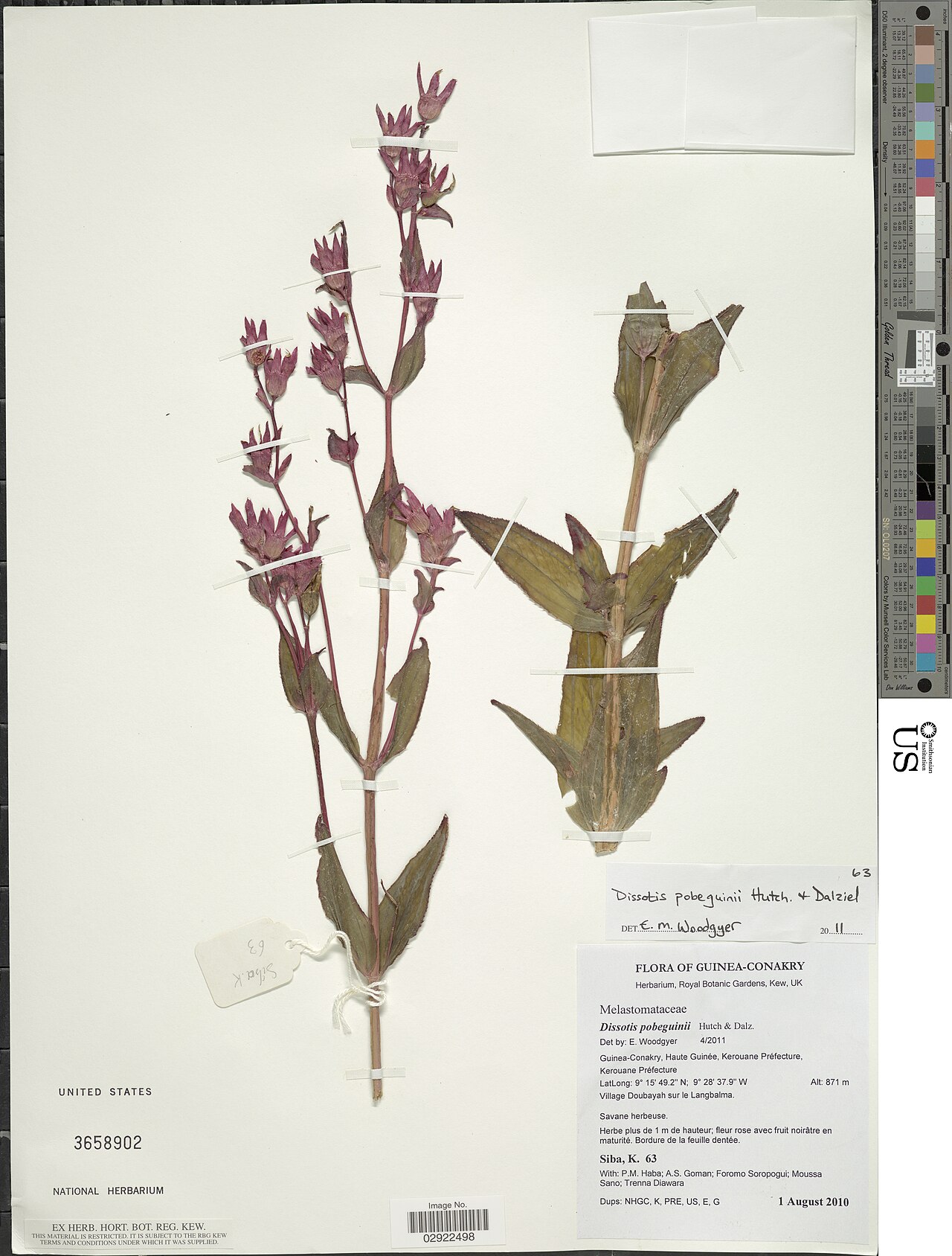 Category:Dissotis pobeguinii: * Dissotis pobeguinii Hutch. & Dalziel Object Details Biogeographical Region 22 - West Tropical Africa Collector K. Siba P. M. Haba Alphonse Goman Foromo Soropo