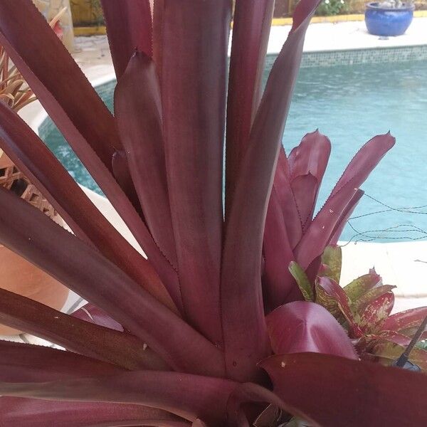 Pineapple (Ananas comosus)