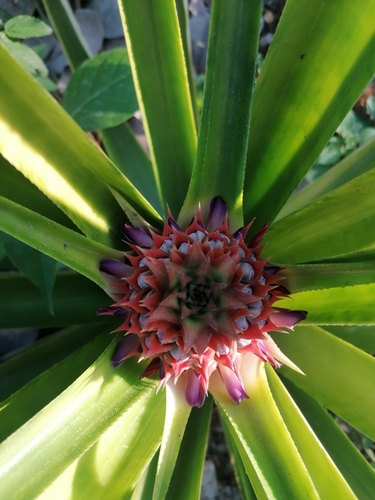 Pineapple (Ananas comosus)