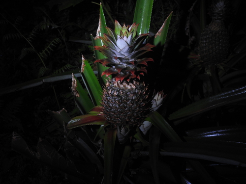 Pineapple (Ananas comosus)
