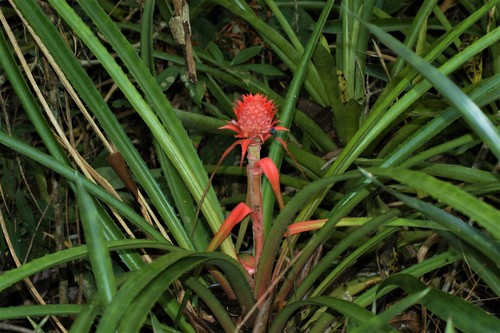 Pineapple (Ananas comosus)