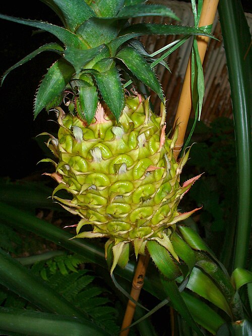 Pineapple: Ananas comosus , Bromeliaceae, Pineapple, infrutescence; Botanical Garden KIT, Karlsruhe, Germany. The plant is used in homeopathy as remedy: Ananas sativus