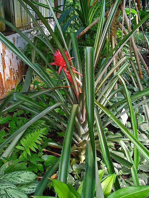Pineapple: Ananas comosus , Bromeliaceae, Pineapple, habitus; Botanical Garden KIT, Karlsruhe, Germany. The plant is used in homeopathy as remedy: Ananas sativus