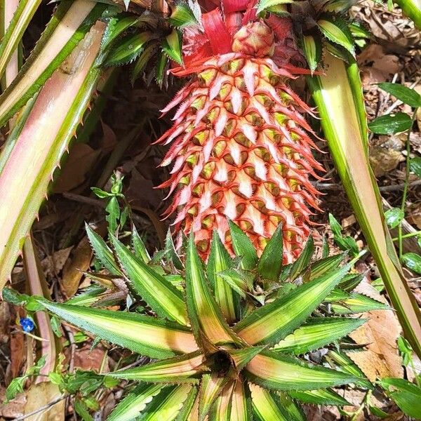 Pineapple (Ananas comosus)