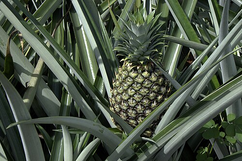 Pineapple: Pineapple on its plant, Costa Rica