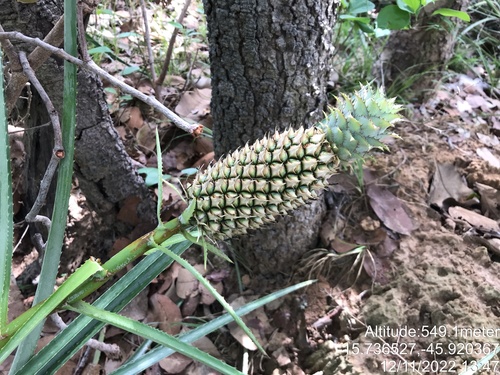 Pineapple (Ananas comosus)
