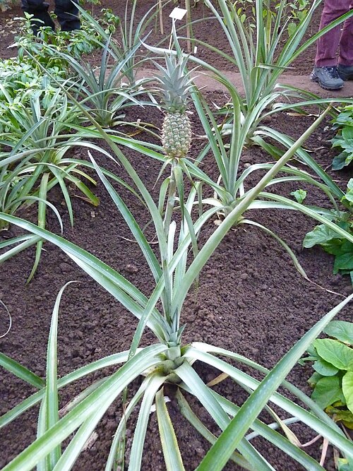 Pineapple: Ananas comosus growing in the greenhouse of the Deutsches Institut für tropische und subtropische Landwirtschaft, Witzenhausen, Germany