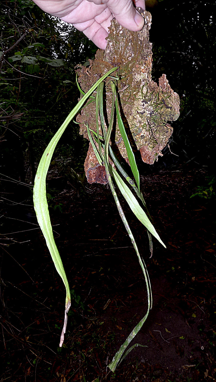 Redscale shoestring fern: Vittaria costata Kunze