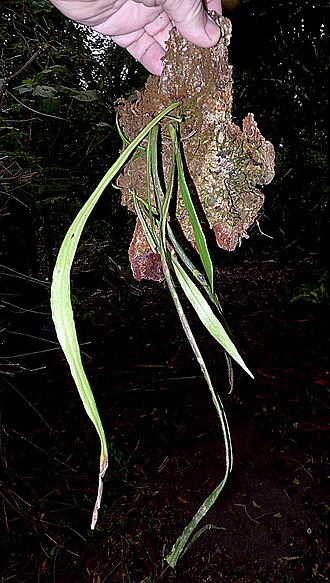 Redscale shoestring fern: Vittaria costata Kunze
