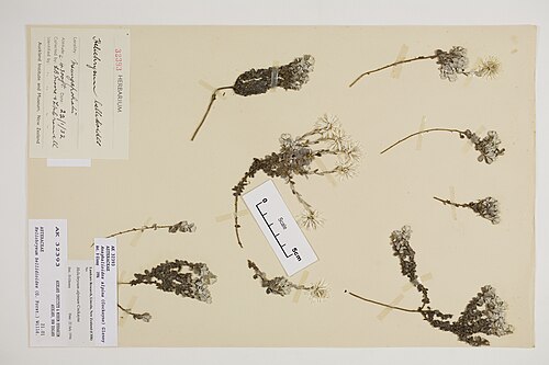 Anaphalioides alpina (Anaphalioides alpina)