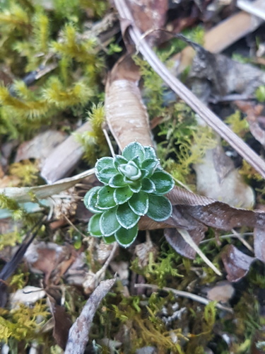 Anaphalioides alpina (Anaphalioides alpina)