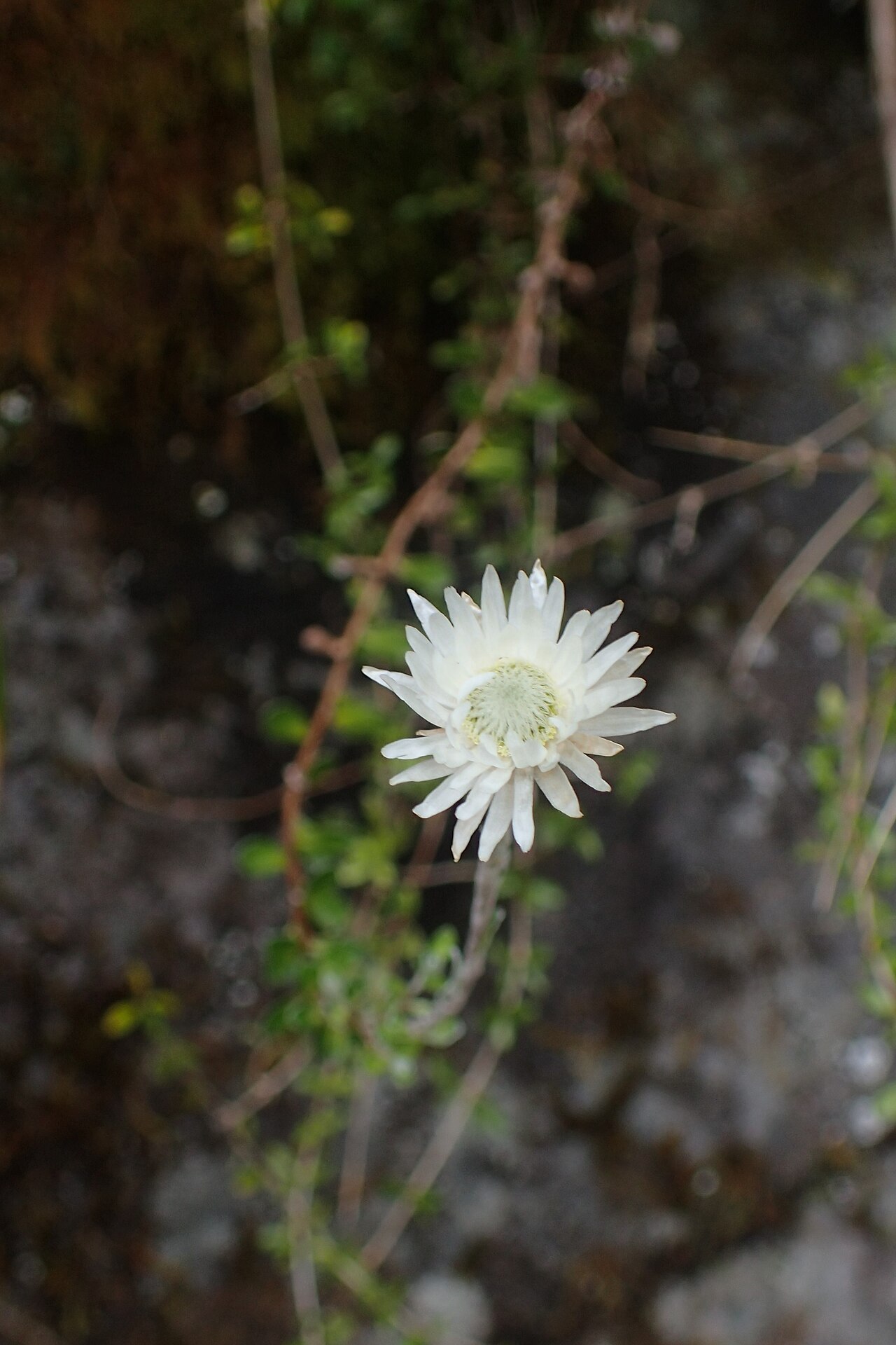 Anaphalioides alpina: Anaphalioides alpina near Manganui Ski Field in Taranaki Edmont National Park